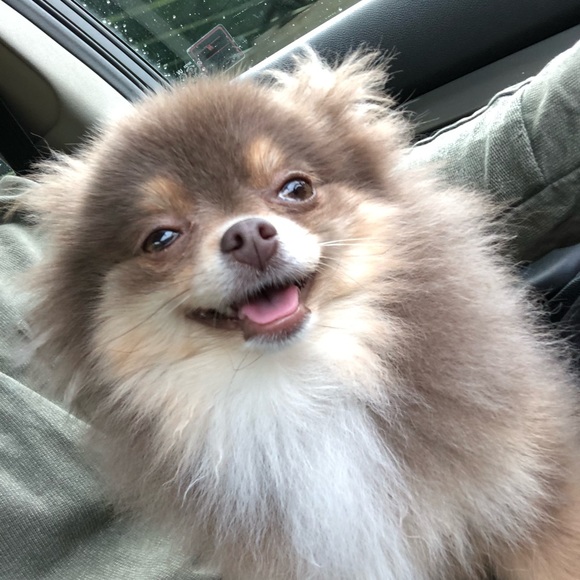 Meet your Posher, Brandon - Picture 1 of 1